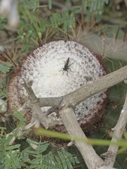 Melocactus macracanthos