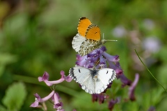 Anthocharis bambusarum