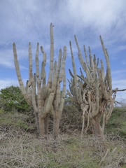 Cereus repandus