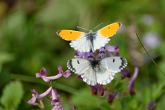 Anthocharis bambusarum