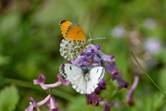 Anthocharis bambusarum