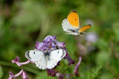 Anthocharis bambusarum