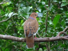 Zenaida Dove photo 6