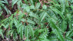 Dicranopteris