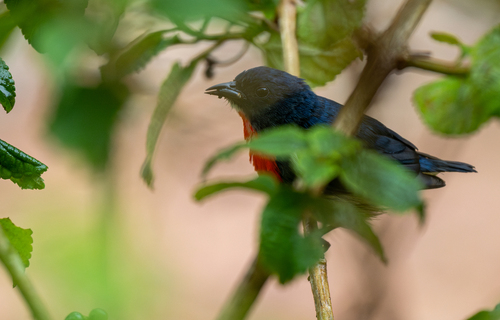 Black-sided Flowerpecker (Dicaeum monticolum), photo 7