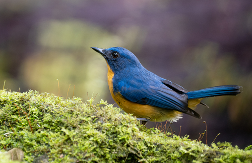 Dayak Blue Flycatcher (Cyornis montanus), photo 7