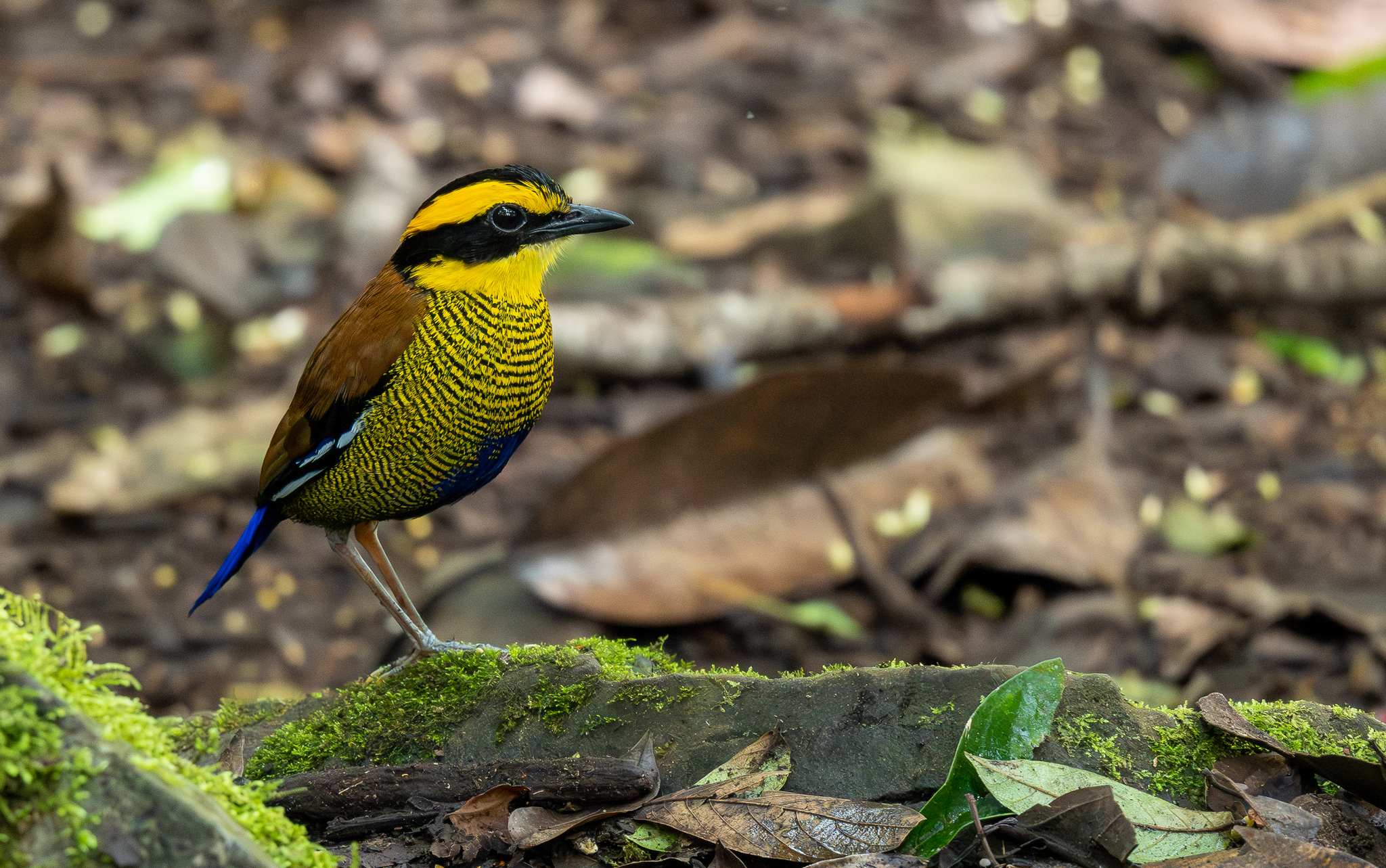Bornean Banded Pitta (Hydrornis schwaneri), photo 4