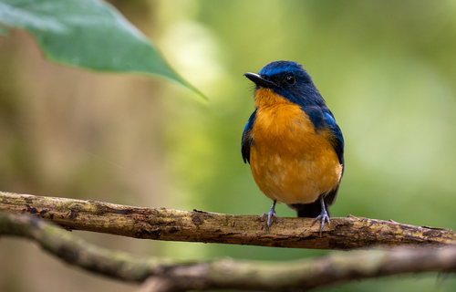Dayak Blue Flycatcher (Cyornis montanus), photo 5