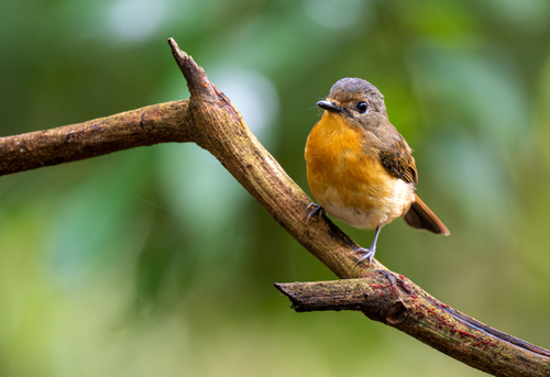 Dayak Blue Flycatcher (Cyornis montanus), photo 3