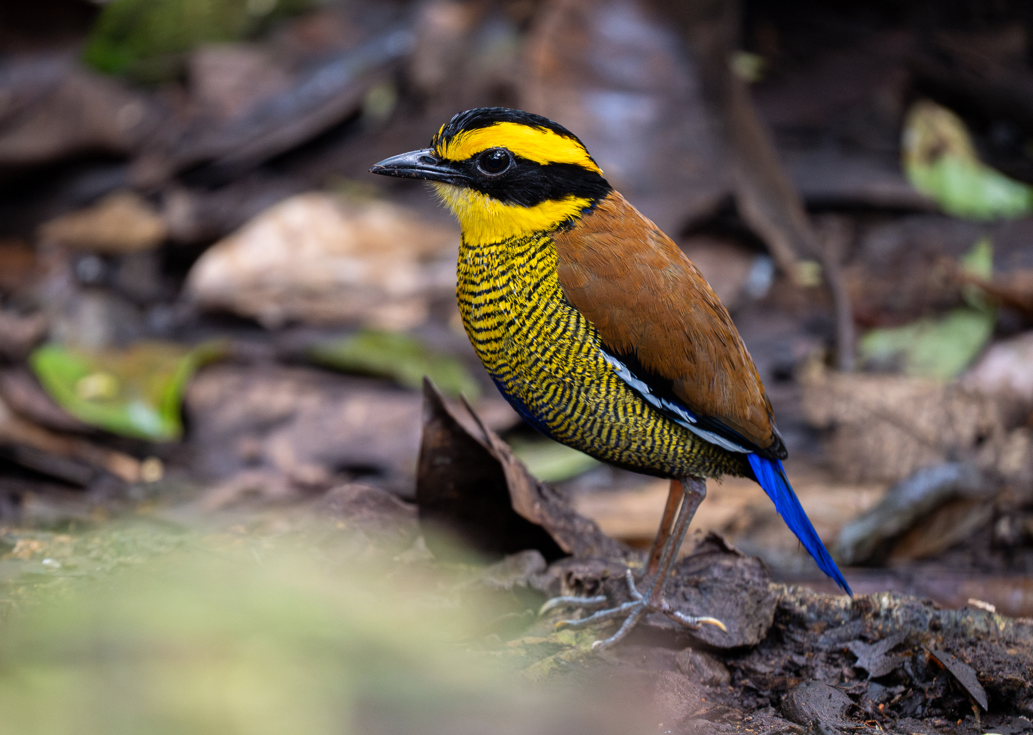 Bornean Banded Pitta (Hydrornis schwaneri), photo 5