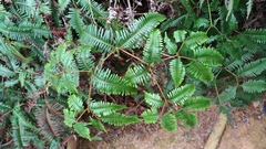 Dicranopteris