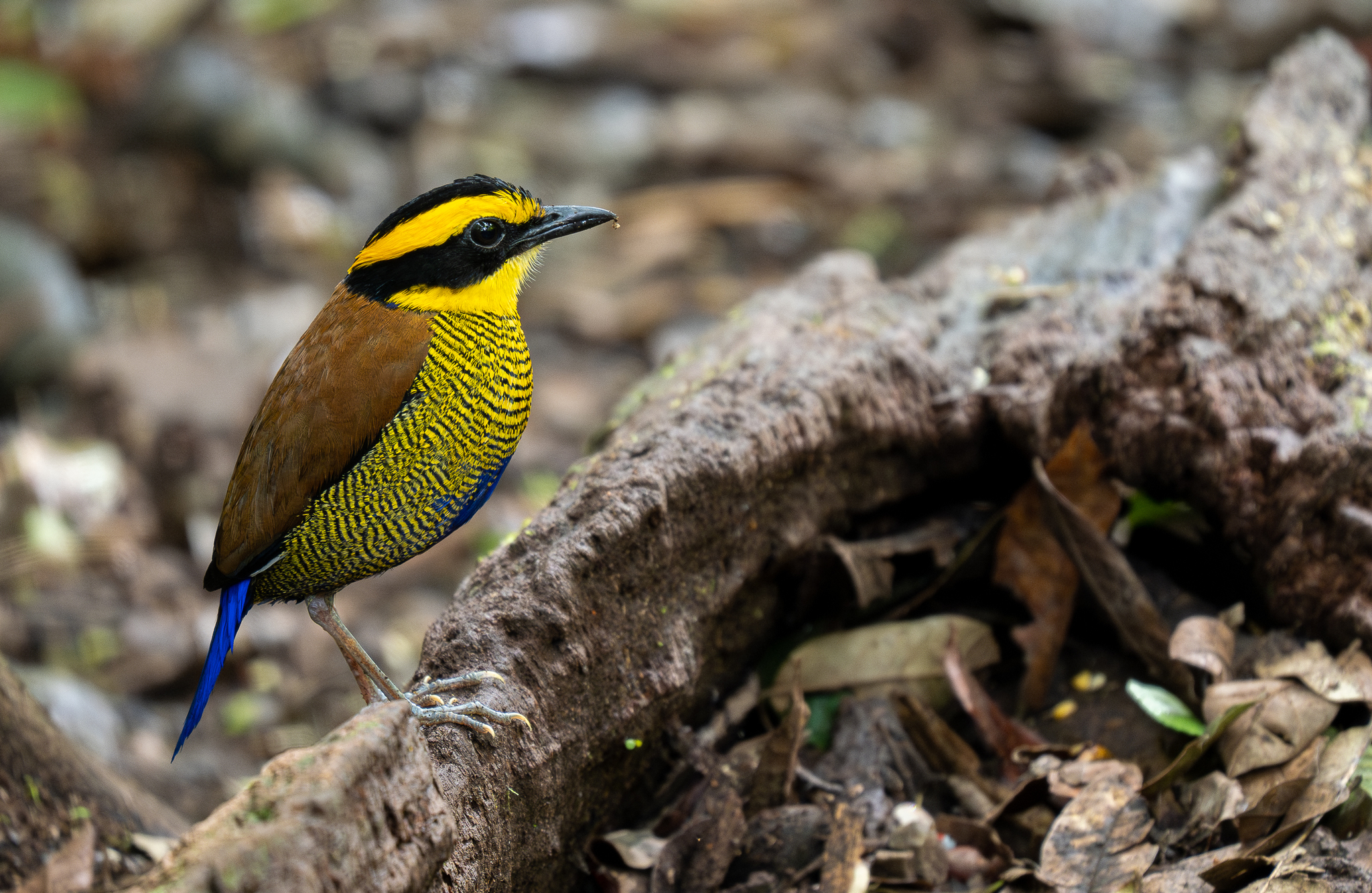 Bornean Banded Pitta (Hydrornis schwaneri), photo 6
