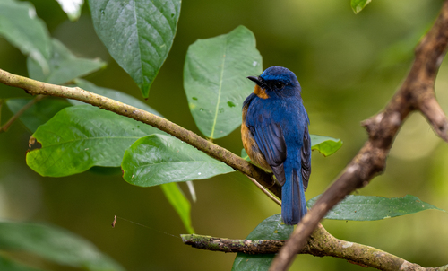 Dayak Blue Flycatcher (Cyornis montanus), photo 6