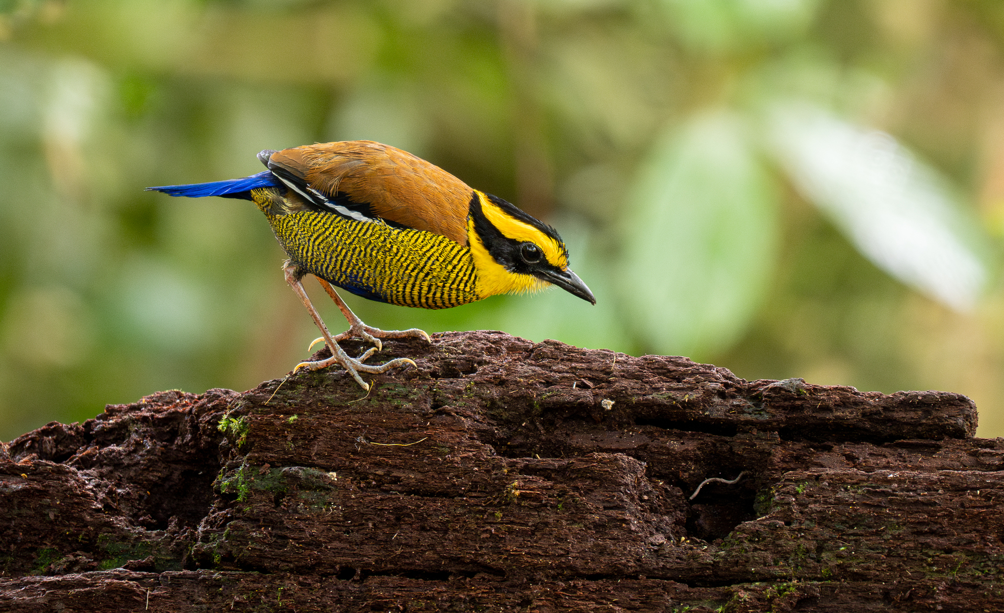 Bornean Banded Pitta (Hydrornis schwaneri), photo 7