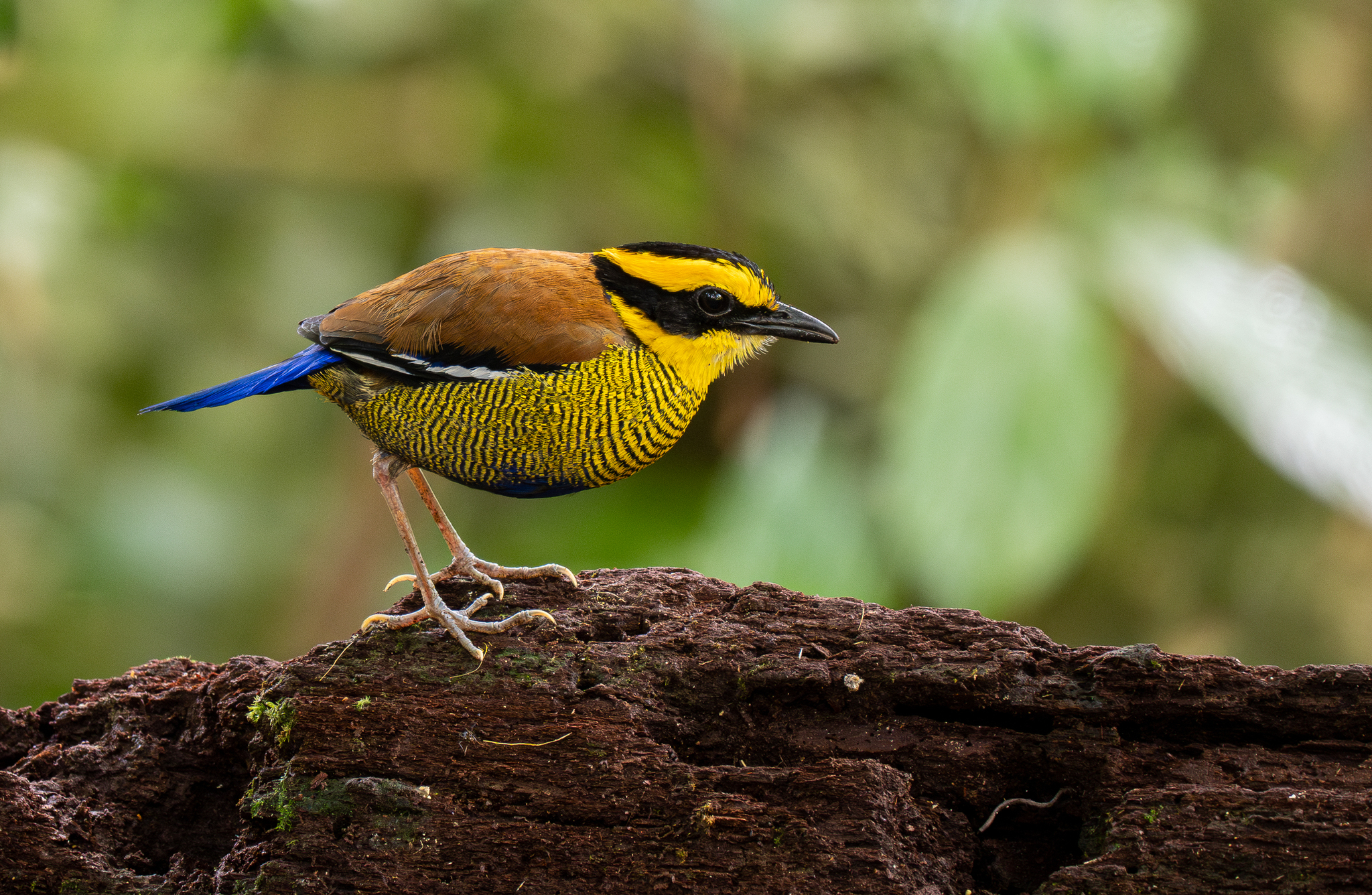 Bornean Banded Pitta (Hydrornis schwaneri), photo 8