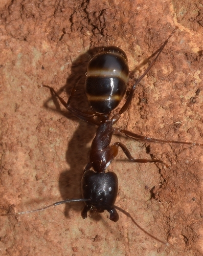 林弓背蚁Camponotus sylvaticus