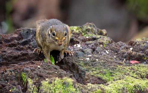 Low's Squirrel