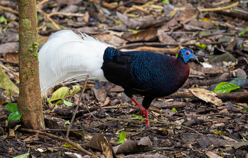 Bulwer's Pheasant (Lophura bulweri), photo 4