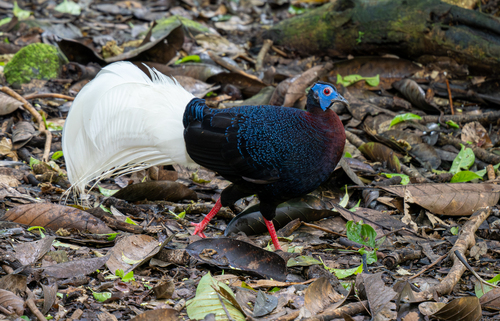 Bulwer's Pheasant (Lophura bulweri), photo 5