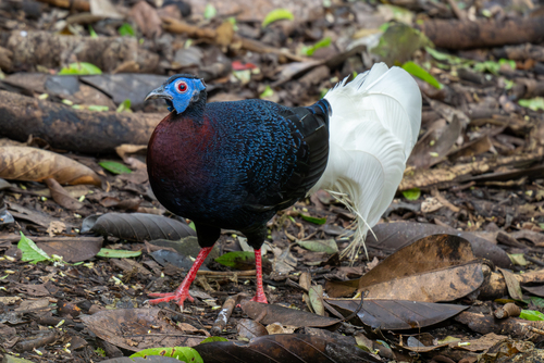 Bulwer's Pheasant (Lophura bulweri), photo 10