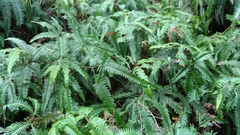 Dicranopteris