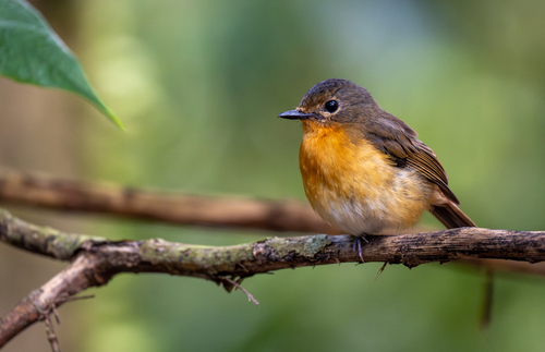 Dayak Blue Flycatcher (Cyornis montanus), photo 10