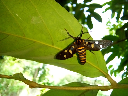 Sandalwood defoliator photo 3