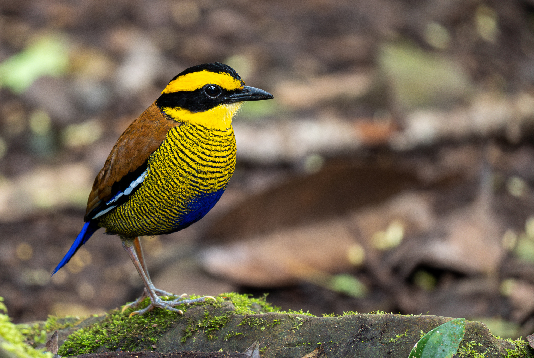 Bornean Banded Pitta (Hydrornis schwaneri), photo 10
