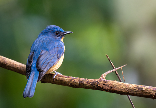 Dayak Blue Flycatcher (Cyornis montanus), photo 7