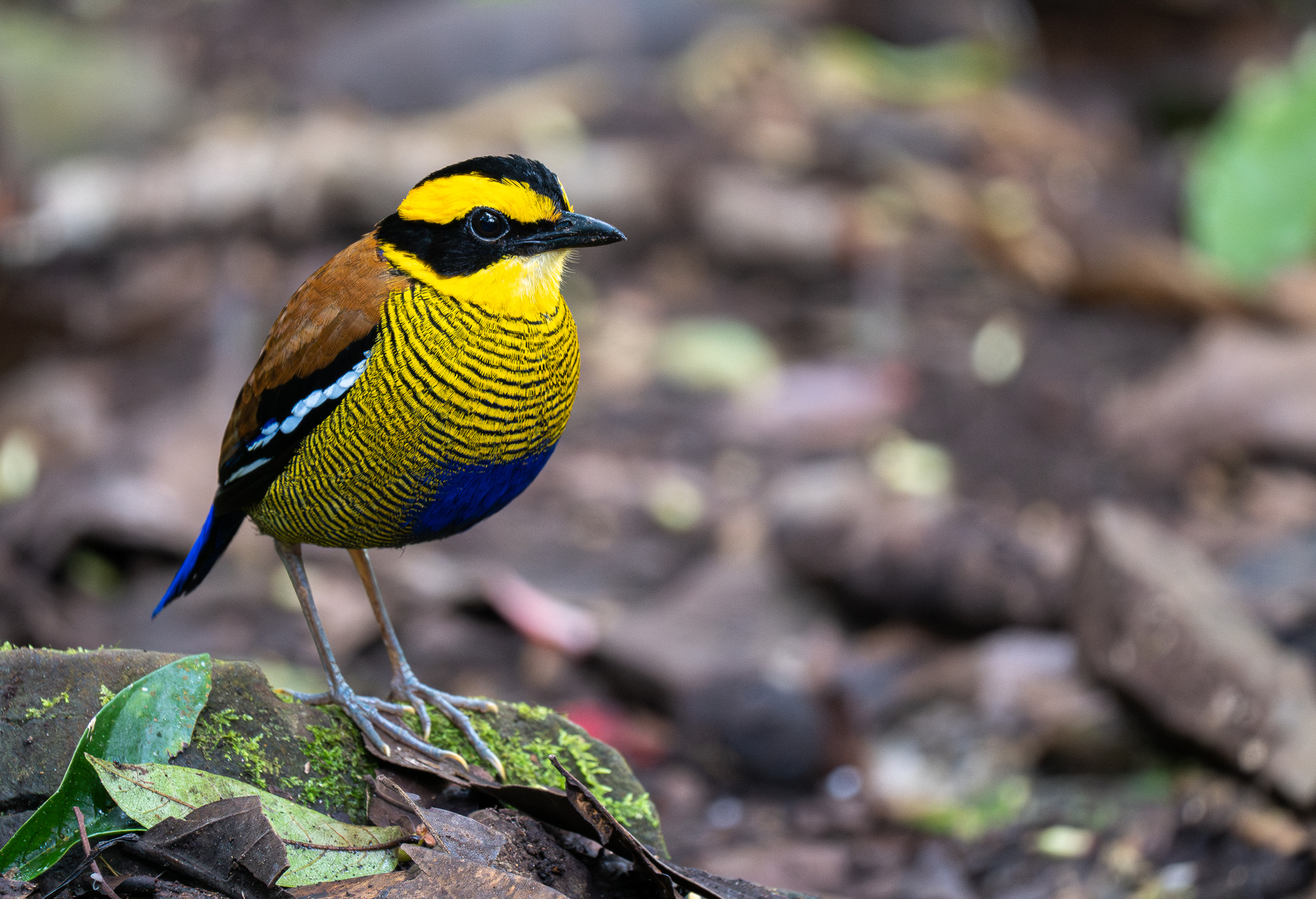 Bornean Banded Pitta (Hydrornis schwaneri), photo 9