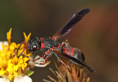 Parancistrocerus perennis anacardivora