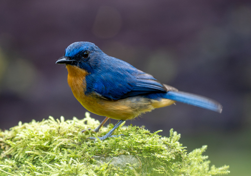 Dayak Blue Flycatcher (Cyornis montanus), photo 8