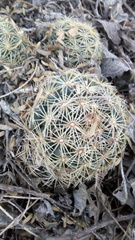 Coryphantha radians