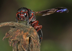 Parancistrocerus perennis anacardivora