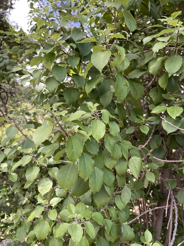 Neraudia ovata observed 2023-06-05