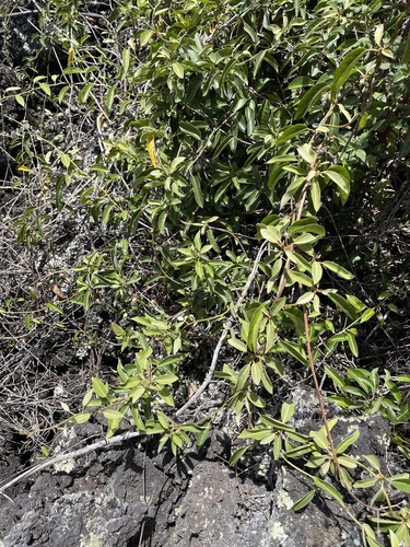 Bonamia menziesii observed 2023-06-05