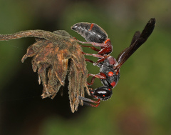 Parancistrocerus perennis anacardivora