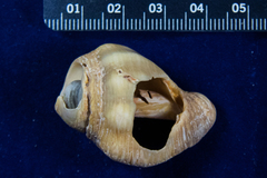 Stramonita canaliculata