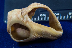 Stramonita canaliculata