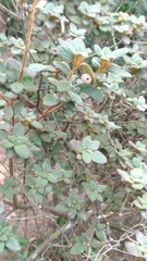 Rhododendron oldhamii