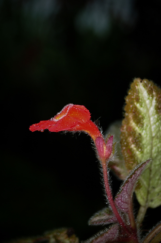 Episcia cupreata