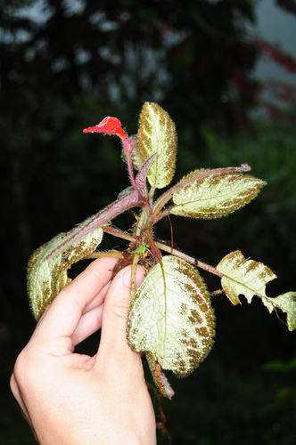 Episcia cupreata