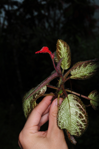 Episcia cupreata