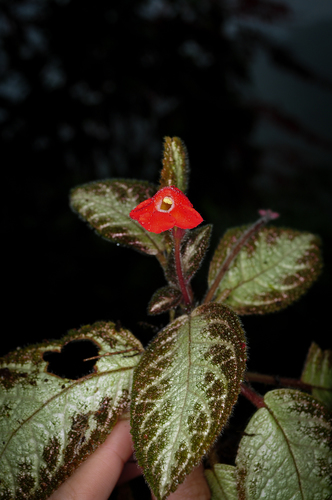 Episcia cupreata