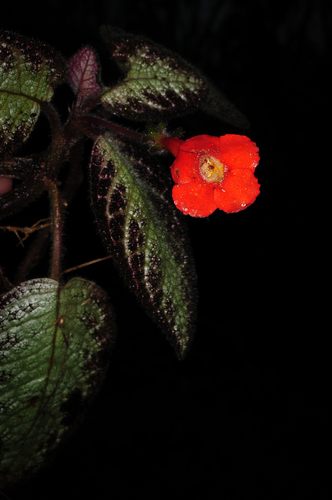 Episcia cupreata
