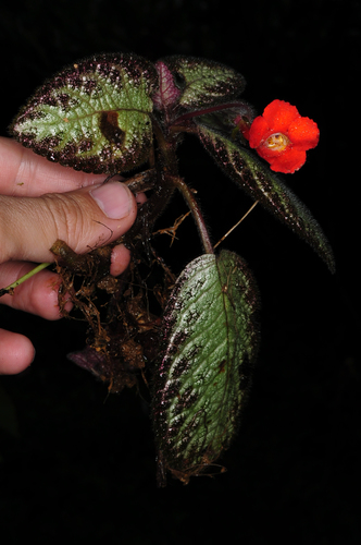 Episcia cupreata