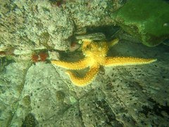Meyenaster gelatinosus