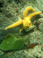 Meyenaster gelatinosus