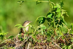 Helopsaltes certhiola