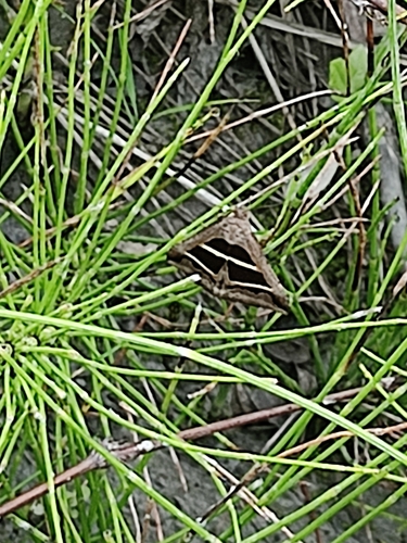 Grammodes bifasciata